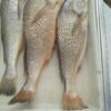 Curvina kg